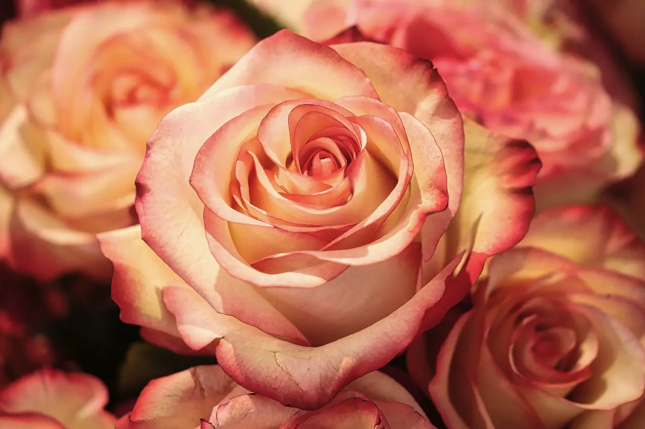 Neufchâteau : une soirée « pétales de roses »