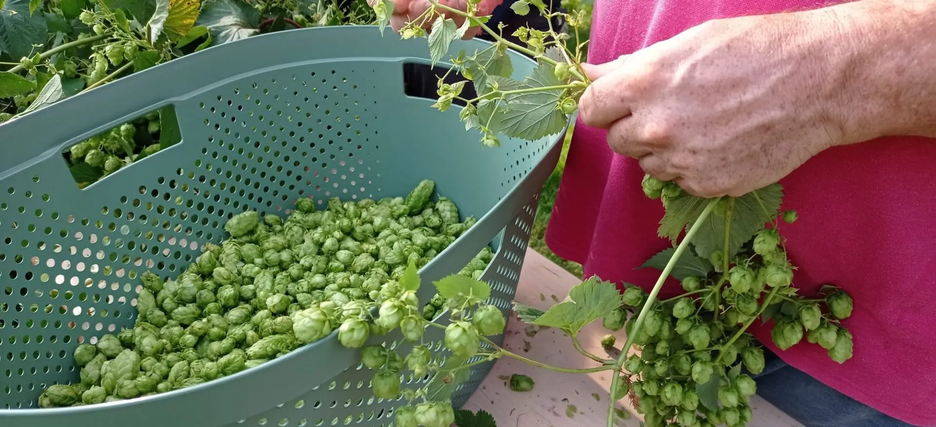 Abbaye de Maredsous : le houblon est « vendangé » et la bière presque prête à être dégustée