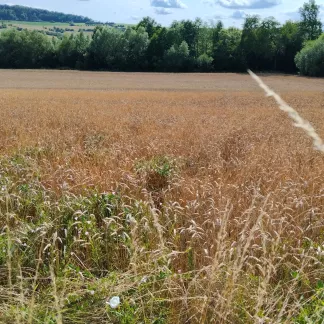 Rentrée de l’IDF sur RCF